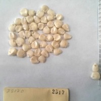 CIMMYTMA 2517 - Reference Inventory.jpg