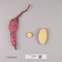 CIP 400042 (root).jpg