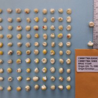 CIMMYTMA 10888 - Reference Inventory.jpg