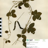 9341 herbarium