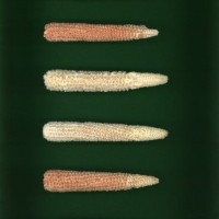 CIMMYTMA 19129 BRAZ RR048 AF23A-0903-24 C.jpg