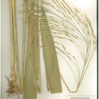 IRGC 100952 Herbarium