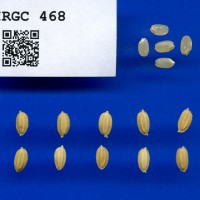IRGC 468 Seed Photo