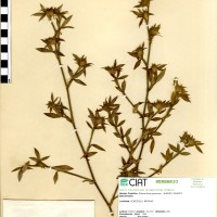 107 herbarium