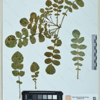 CIP 760597 herbarium