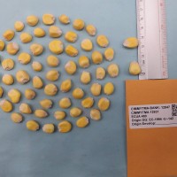 CIMMYTMA 12931 - Reference Inventory.jpg