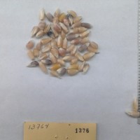 CIMMYTMA 1376 - Reference Inventory.jpg