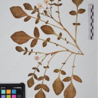 CIP 760028_OCH S79_02.jpg