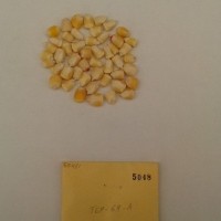 CIMMYTMA 5048 - Reference Inventory.jpg