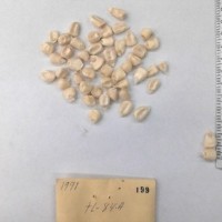 CIMMYTMA 199 - Reference Inventory.jpg