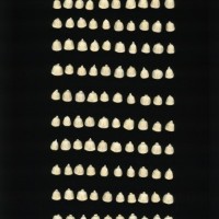 CIMMYTMA 384 CHIH 74 PV22A-1903-236 K5400 _compress.jpg