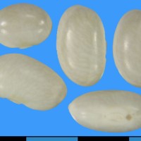 G50495O seed.jpg