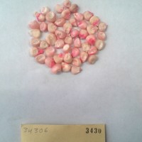 CIMMYTMA 3430 - Reference Inventory.jpg