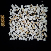 Popped and not popped comparison.jpg