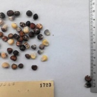 CIMMYTMA 1723 - Reference Inventory.jpg