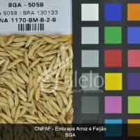BRA00003792-9.JPG
