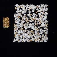 Popped and not popped comparison.jpg