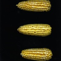 CIMMYTMA 26974 TLAX 461 BA23U-2903-52 E1.jpg