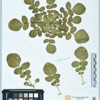 CIP 761129 herbarium
