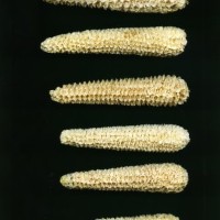 CIMMYTMA 24869 APUC 113 TC24U-2903-276 C.jpg