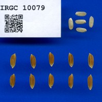 IRGC 10079 Seed Photo