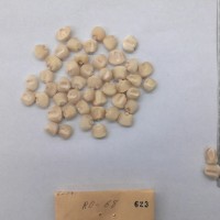 CIMMYTMA 623 - Reference Inventory.jpg