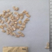 CIMMYTMA 385 - Reference Inventory.jpg