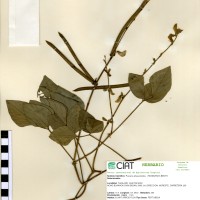 22130 herbarium