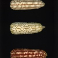 CIMMYTMA 7332 SONO 156 AF21A 0903 13 E2850 _compress.jpg