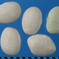 G40173 seed.jpg