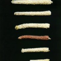 CIMMYTMA 19492 PUEB 644 TC24U-2903-170 C.jpg