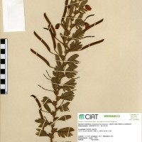 810 herbarium