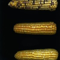 CIMMYTMA 27444 CHIS 858 BA22U-2903-94 E1.jpg