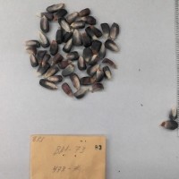 CIMMYTMA 83 - Reference Inventory.jpg