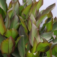 CIP 206002 (plant).jpg