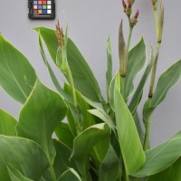 CIP 216005 (flower).JPG