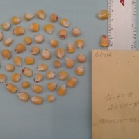 CIMMYTMA 6011 - Reference Inventory.jpg