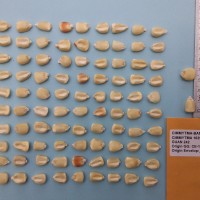 CIMMYTMA 16390 - Reference Inventory.jpg