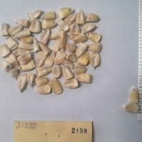 CIMMYTMA 2158 - Reference Inventory.jpg