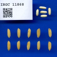 IRGC 11868 Seed Photo