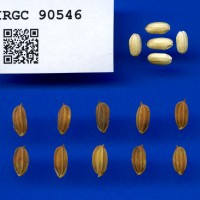 IRGC 90546 Seed Photo