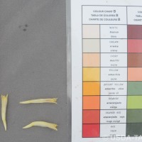 6.6.2 - Compound tepal basic colour
