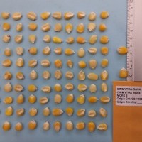 CIMMYTMA 15968 - Reference Inventory.jpg