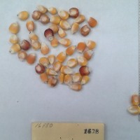 CIMMYTMA 1678 - Reference Inventory.jpg