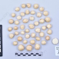 CIP 760593_VSOA 83_acl_T_2024.jpg