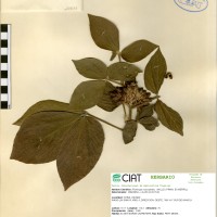 20973 herbarium