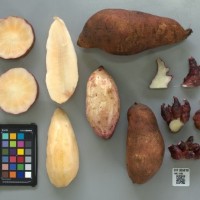 CIP 205018 (root).jpg