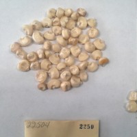 CIMMYTMA 2250 - Reference Inventory.jpg