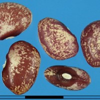 G25779A seed.jpg