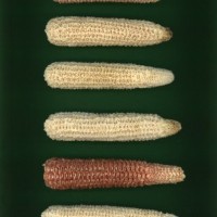 CIMMYTMA 21440 PAZM 04025 AF23A-0903-98 C.jpg